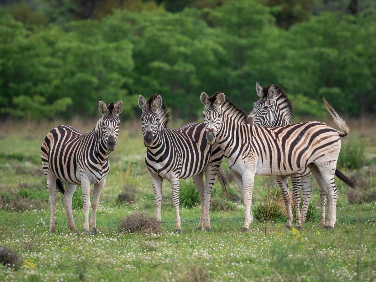 Sofala Lodge Mokopane Dış mekan fotoğraf