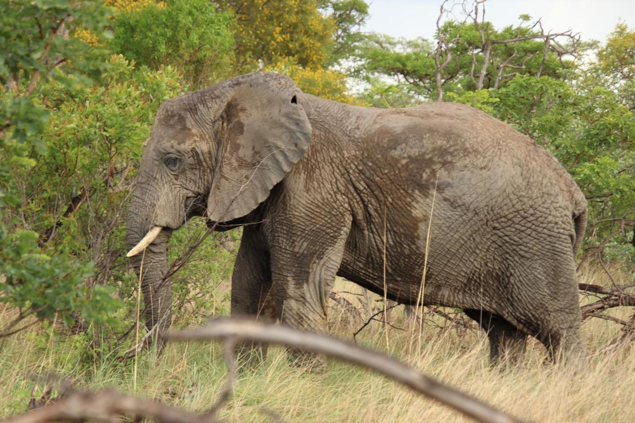 Sofala Lodge Mokopane Dış mekan fotoğraf