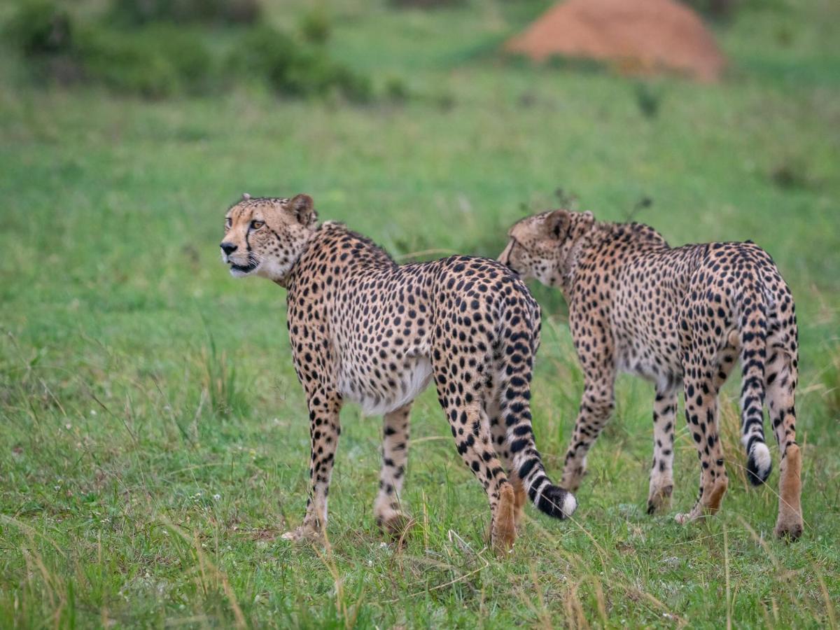 Sofala Lodge Mokopane Dış mekan fotoğraf